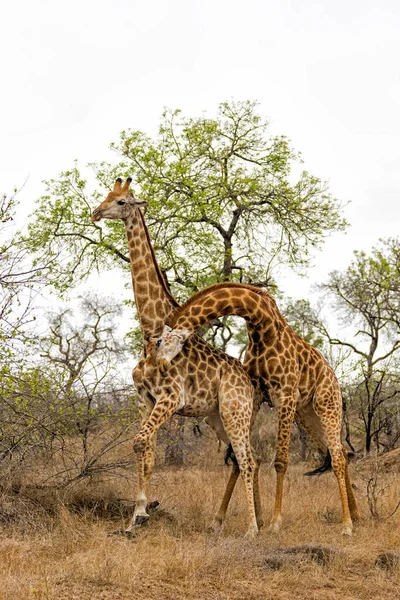Jantan Jerapah Bertarung Taman Nasional Kruger Afrika Selatan — Stok Foto