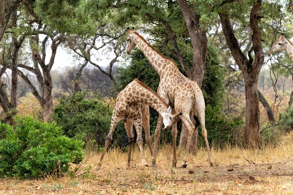 Jantan Jerapah Bertarung Taman Nasional Kruger Afrika Selatan — Stok Foto