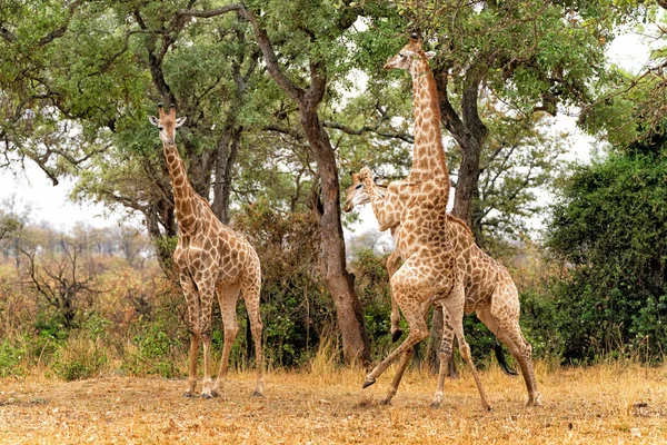 Girafa Machos Lutando Parque Nacional Kruger África Sul — Fotografia de Stock