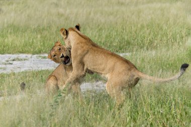 Afrika aslanı (Panthera leo) dövüşüyor ve oynuyor. Botsvana 'daki Okavango Delta' da sabah oynayan yetişkin dişi aslanlar..                            