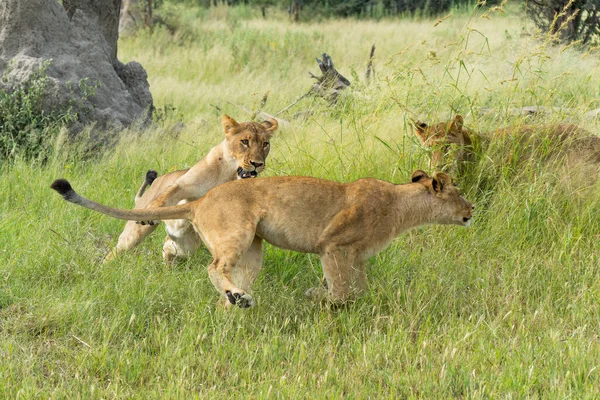 아프리카 Panthera Leo 싸우고 보츠와 오카방고 델타에서 아침에 사자들 — 스톡 사진