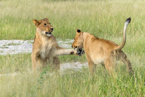 León Africano Panthera Leo Luchando Jugando Leonas Sub Adultas Jugando —  Fotos de Stock