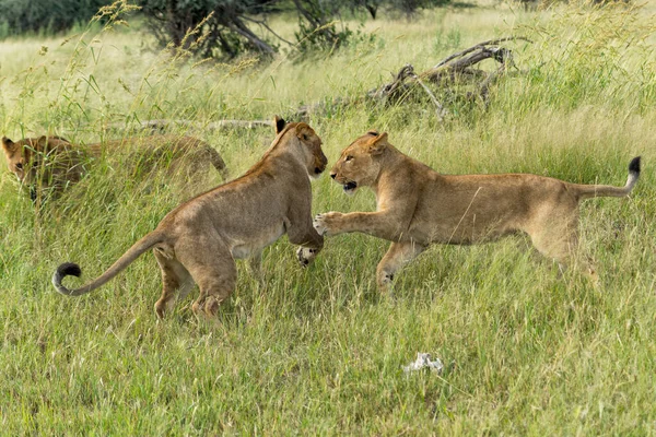 Afrikai Oroszlán Panthera Leo Harcol Játszik Nőstény Oroszlánfiókák Játszanak Reggel — Stock Fotó