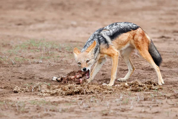 Blauwe Jakhals Lupulella Mesomelas Die Eet Van Een Deel Van — Stockfoto