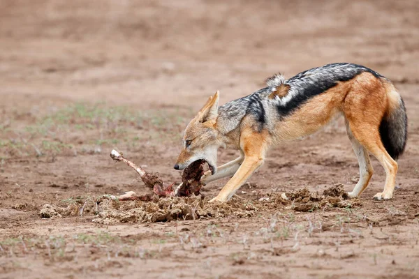 Blauwe Jakhals Lupulella Mesomelas Die Eet Van Een Deel Van — Stockfoto