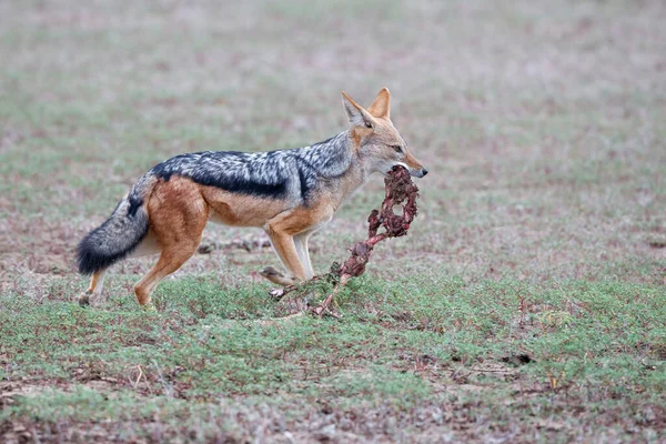 Black Backed Jackal Lupulella Mesomelas Eating Part Impala Carcass Mashatu — Stock Photo, Image