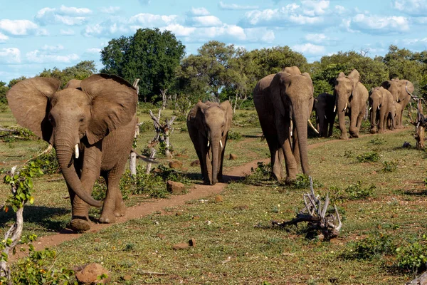 Olifant Kudde Wandelen Het Groene Seizoen Mashatu Game Reserve Het — Stockfoto