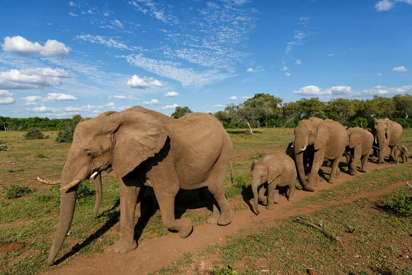 Olifant Kudde Wandelen Het Groene Seizoen Mashatu Game Reserve Het — Stockfoto