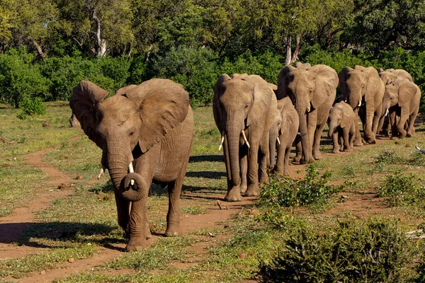 Olifant Kudde Wandelen Het Groene Seizoen Mashatu Game Reserve Het — Stockfoto