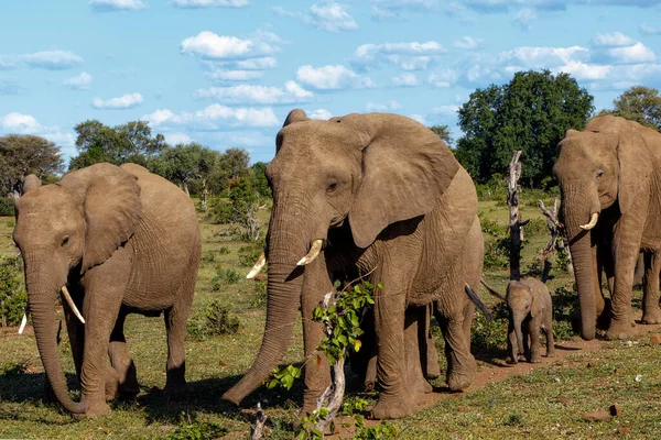 Olifant Kudde Wandelen Het Groene Seizoen Mashatu Game Reserve Het — Stockfoto