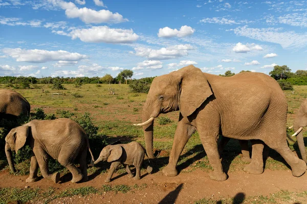 Sloní Stádo Kráčející Zelené Sezóně Rezervaci Mashatu Game Bloku Tuli — Stock fotografie