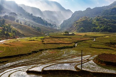 Vietnam 'ın kuzeyinde Sapa yakınlarındaki dağlarda hasat mevsiminde pirinç tarlası