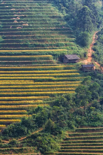 Campo Arroz Temporada Cosecha Las Montañas Cerca Sapa Norte Vietnam —  Fotos de Stock