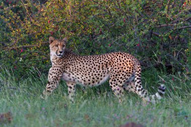 Çita (Acinonyx jubatus), Botswana 'daki Tuli Bloğunda öğleden sonra Mashatu Oyun Rezervi' nde avını arıyor.              