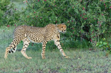Çita (Acinonyx jubatus), Botswana 'daki Tuli Bloğunda öğleden sonra Mashatu Oyun Rezervi' nde avını arıyor.              