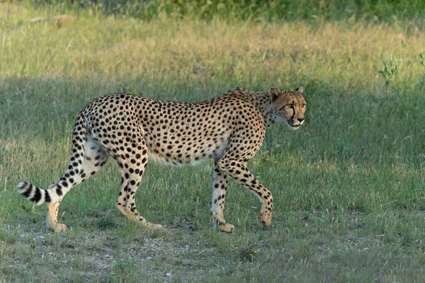 Cheetah Acinonyx Jubatus Гуляет Ищет Добычу Конце Дня Заповеднике Машату — стоковое фото