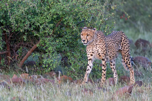 Cheetah Acinonyx Jubatus 歩くとボツワナのトゥリブロックのマシャツゲームリザーブで午後遅くに獲物を探します — ストック写真