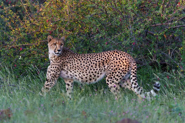 Cheetah Acinonyx Jubatus 歩くとボツワナのトゥリブロックのマシャツゲームリザーブで午後遅くに獲物を探します — ストック写真