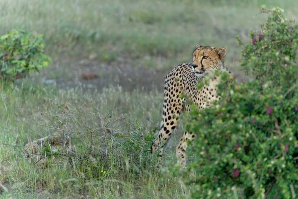 Cheetah Acinonyx Jubatus Walking Searching Prey Late Afternoon Mashatu Game — Stock Photo, Image
