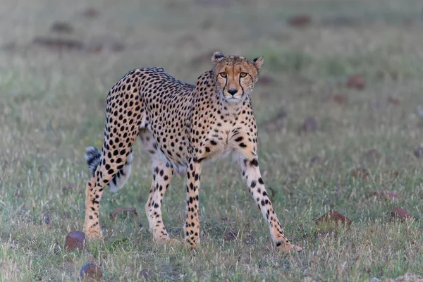 Cheetah Acinonyx Jubatus Περπάτημα Και Αναζήτηση Θηράματος Αργά Απόγευμα Στο — Φωτογραφία Αρχείου