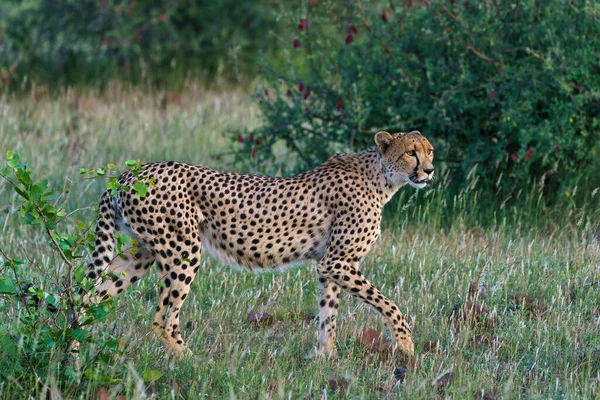 Cheetah Acinonyx Jubatus Caminhando Procurando Por Presas Final Tarde Mashatu — Fotografia de Stock