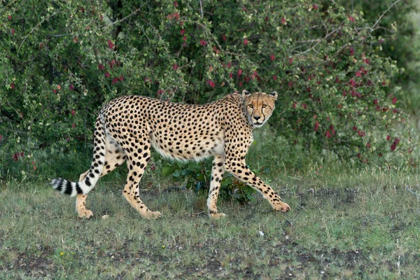 Cheetah Acinonyx Jubatus Késő Délután Sétál Keresi Zsákmányt Botswanai Tuli — Stock Fotó