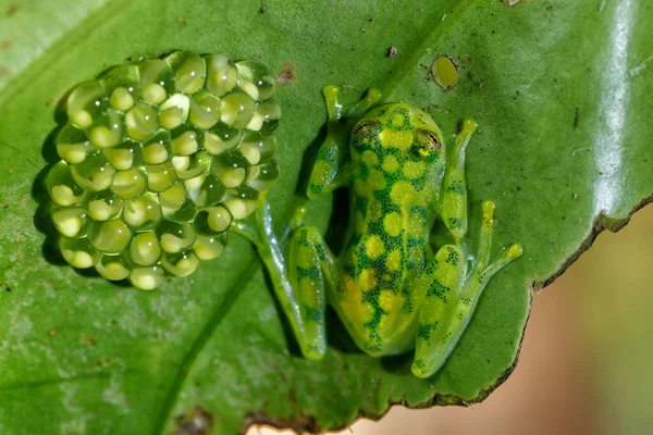 Glass Frog Hyalinobatrachium Iaspidense Guards His Offspring Village Sarapiqui Incosta — Stock Photo, Image