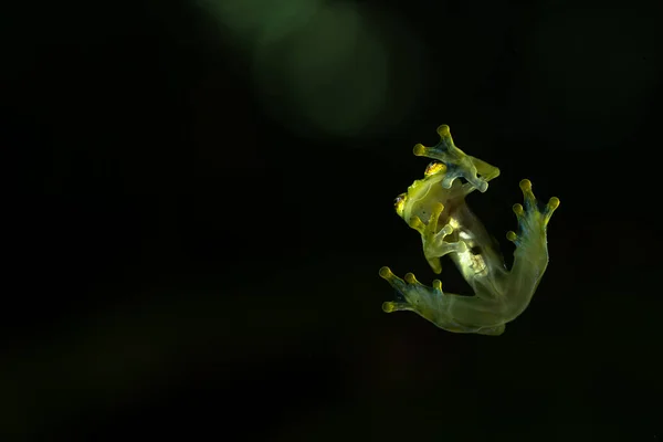 Sapo Vidro Hyalinobatrachium Iaspjiang Das Partes Inferiores Transparentes Que Mostram — Fotografia de Stock