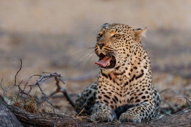 Leopar (Panthera pardus) Güney Afrika 'nın Büyük Kruger Bölgesi' ndeki Sabi Kumları Oyun Rezervinde dinleniyor