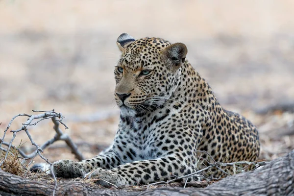 Leopárd Panthera Pardus Dél Afrikai Kruger Régió Sabi Sands Game — Stock Fotó