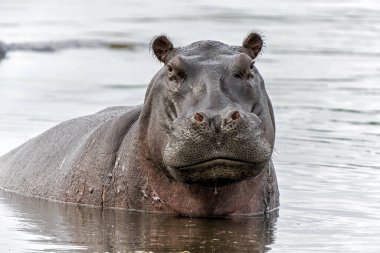 Botswana 'daki Okavanga Deltası' nda su aygırı. Saldırgan bir su aygırı baskın davranışlar sergiler..                                      