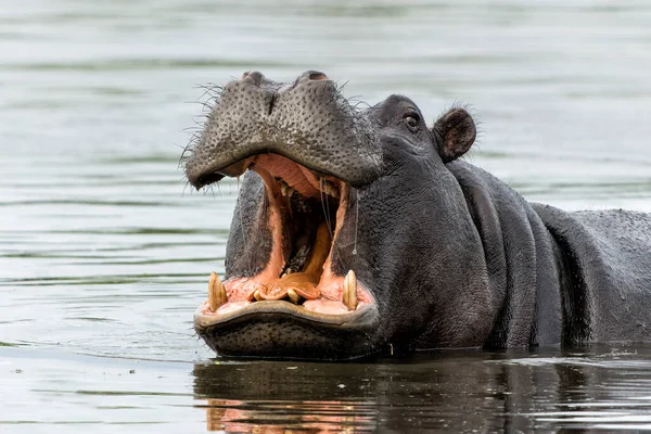 Flusspferde Okavanga Delta Botsuana Ein Aggressiver Flusspferdbulle Zeigt Dominantes Verhalten — Stockfoto