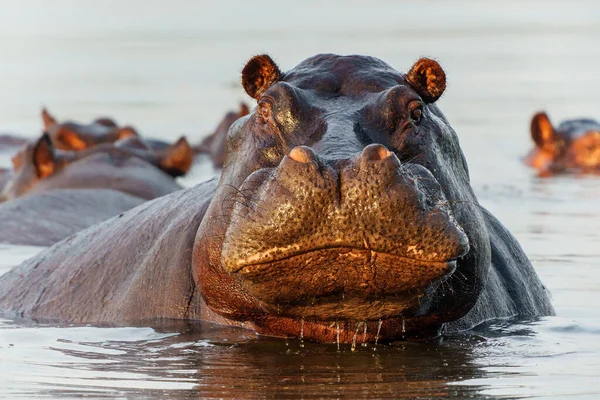 Flusspferde Okavanga Delta Botsuana Ein Aggressiver Flusspferdbulle Zeigt Dominantes Verhalten — Stockfoto