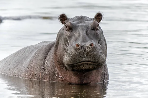 Hippopotamus Okavanga Delta Botswana Een Agressieve Nijlpaard Vertoont Dominant Gedrag — Stockfoto