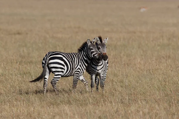Zebra Κρέμονται Γύρω Από Σαβάνα Του Masai Mara Game Reserve — Φωτογραφία Αρχείου