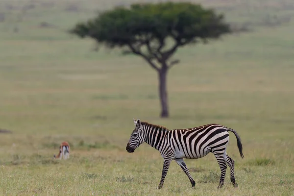 Zèbre Traînant Dans Savane Réserve Chasse Masai Mara Kenya — Photo