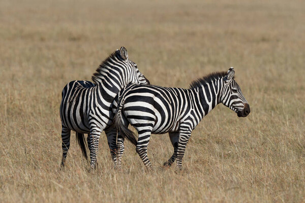 Zebra hanging around on the savanna of the Masai Mara Game Reserve in Kenya