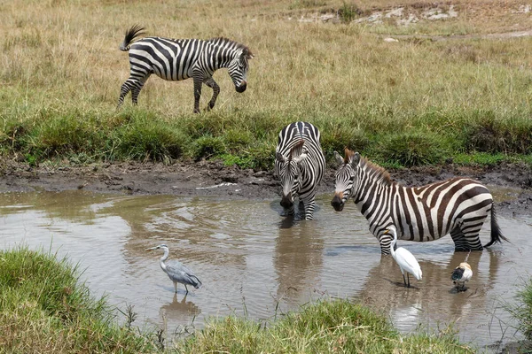 Zebra Berkeliaran Savana Dari Masai Mara Game Reserve Kenya — Stok Foto