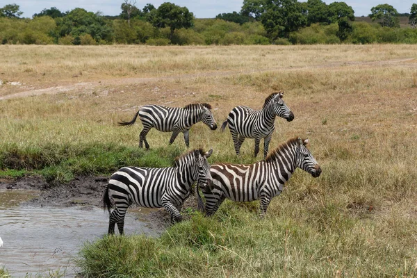 Zebra Kenyában Lóg Masai Mara Game Reserve Szavannáján — Stock Fotó
