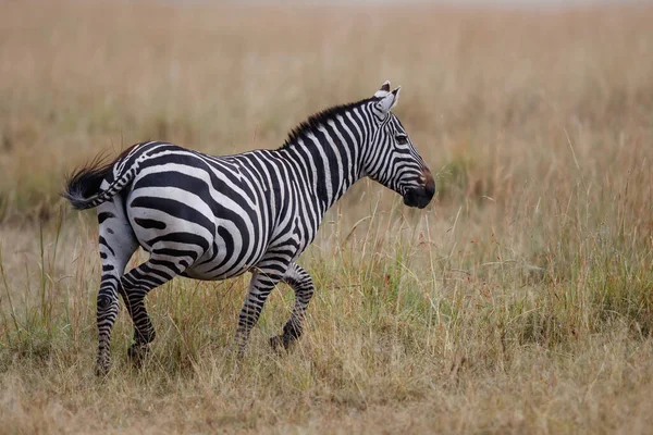 Zebra Wisząca Sawannie Rezerwatu Masai Mara Kenii — Zdjęcie stockowe