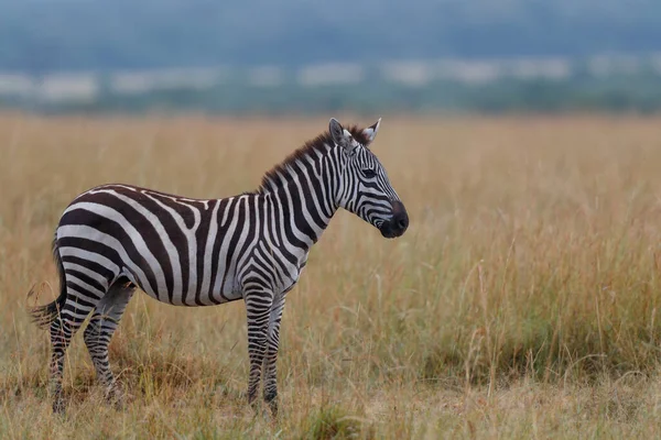 Zebras Hängen Der Savanne Des Masai Mara Wildreservats Kenia Herum — Stockfoto