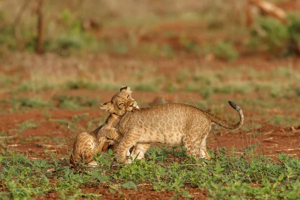 Filhote Leão Jogando Zimanga Game Reserve Perto Cidade Mkuze África — Fotografia de Stock