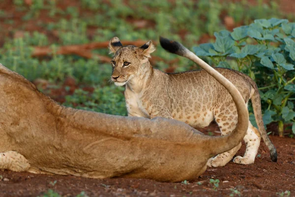 Lioness Tinggal Bersama Dengan Anak Anaknya Yang Lucu Zimanga Game — Stok Foto