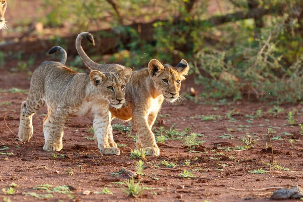 Filhote Leão Jogando Zimanga Game Reserve Perto Cidade Mkuze África — Fotografia de Stock