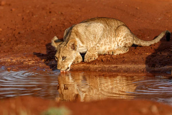 Leeuwenwelpje Drinken Zimanga Game Reserve Buurt Van Stad Mkuze Zuid — Stockfoto