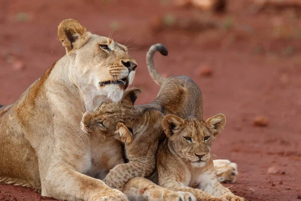 Leoa Ficar Junto Com Seu Filhote Brincalhão Zimanga Game Reserve — Fotografia de Stock