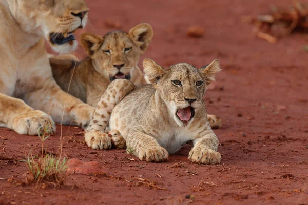 Lwica Przebywa Razem Swoim Zabawnym Szczeniakiem Zimanga Game Reserve Pobliżu — Zdjęcie stockowe