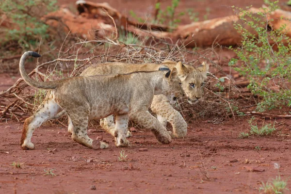 Oroszlán Kölyök Játszik Zimanga Game Reserve Közelében Város Mkuze Dél — Stock Fotó