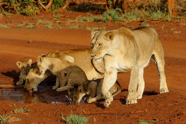 Leona Bebiendo Con Sus Cachorros Juguetones Zimanga Game Reserve Cerca —  Fotos de Stock