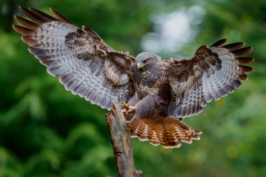 Hollanda 'nın Noord Brabant ormanında yiyecek aramak için uçan Akbaba (Buteo buteo). Yeşil orman arka planı.